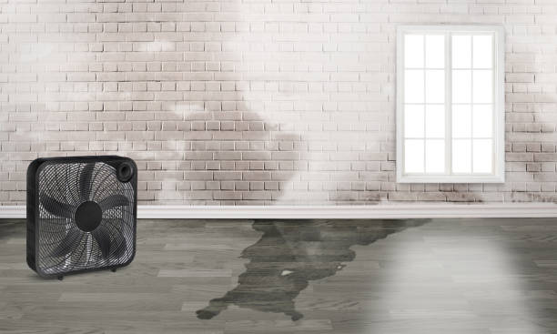 Best Carpet water damage restoration  in Guadalupe, AZ