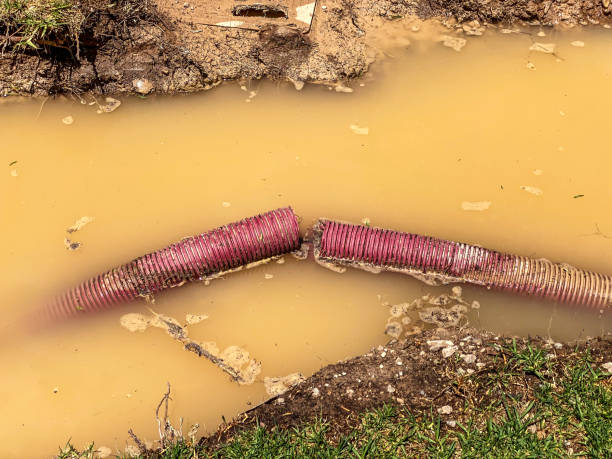 Best Flood restoration services  in Guadalupe, AZ